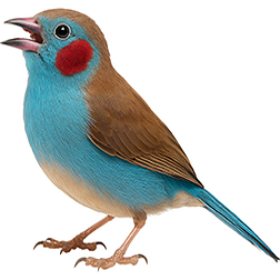 Red-cheeked Cordon-bleu